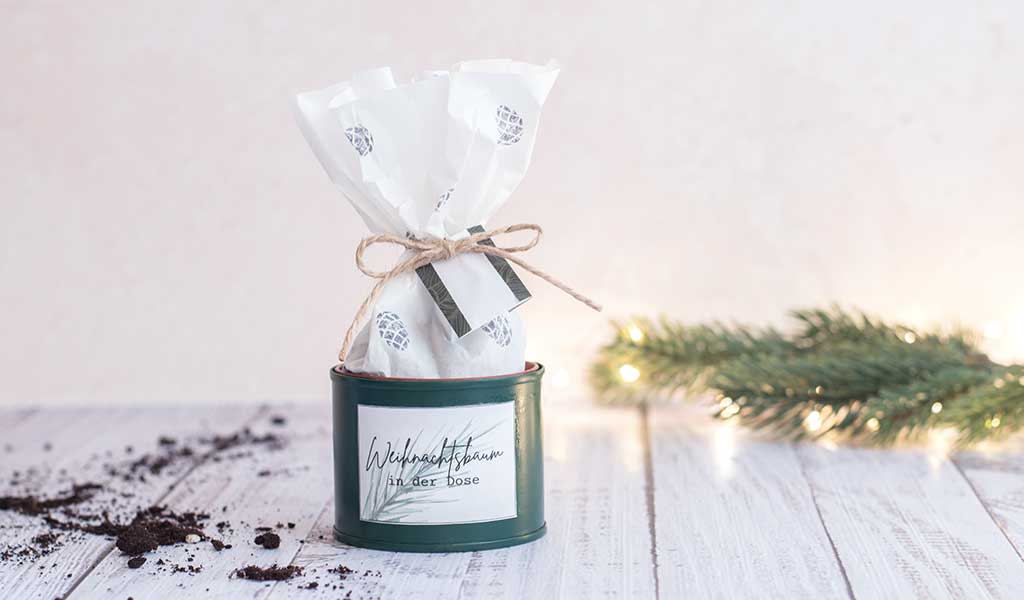 Weihnachtsbaum in der Dose als einzigartiges Weihnachtsgeschenk und Wichtelgeschenk